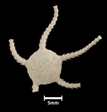 Media type: image; Invertebrate Zoology OPH-321 Aspect: dorsal